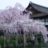 二色の枝垂桜
