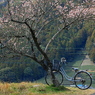 梅と自転車と抜里の里・・・