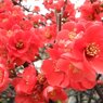 木瓜の花
