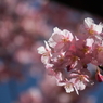 河津桜２
