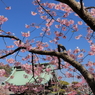 河津桜３