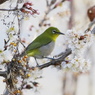 花に埋もれて２
