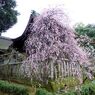 道明寺天満宮梅林　３