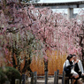 couple under blossom Ⅳ