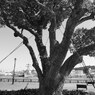 verny park