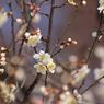 梅花　4