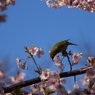 花に遊ぶ