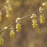 仕掛け花火