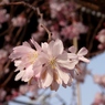 岡山 妙林寺 妙法ふしぎ桜