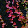 蔦紅葉