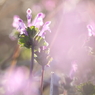 萌芽の頃