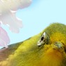 めじろの・・・め