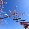春の陽気に誘われて