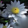 White water lily