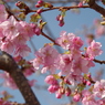 色濃い桜-3