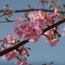色濃い桜-4