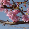色濃い桜-5