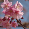 色濃い桜-6