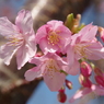 色濃い桜-7