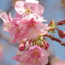 色濃い桜-8