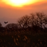 鳥のいる風景　カラス　(ハシボソかな？)