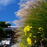 紅葉前　秋の二色　楽しみて（鎌倉安養院）