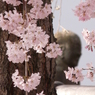 岡山 妙林寺 桜