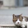 見つめ合う
