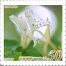 花切手＜2012-49＞＊スイカズラの花