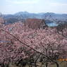 桜２