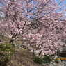 千光寺公園の桜