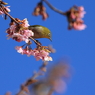 河津桜とメジロ