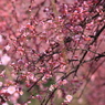 咲き乱れる紅梅しだれ