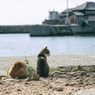 FRIEND