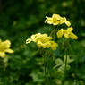路傍の花　カタバミ