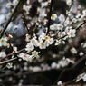 white in the dark
