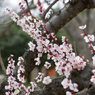 ume 1