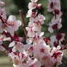 ume 2