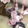 梅