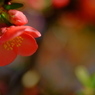 木瓜