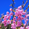 初桜