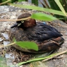 シリーズ―カイツブリ編１１　陸に上がったカイツブリ2