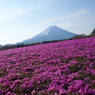 満開の芝桜