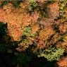 城ヶ倉紅葉