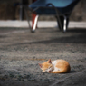仔猫