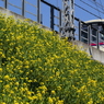菜の花