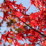 紅　葉