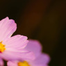 秋桜