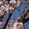 薄墨桜盛り