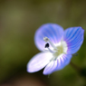 路傍の花　オオイヌノフグリ 
